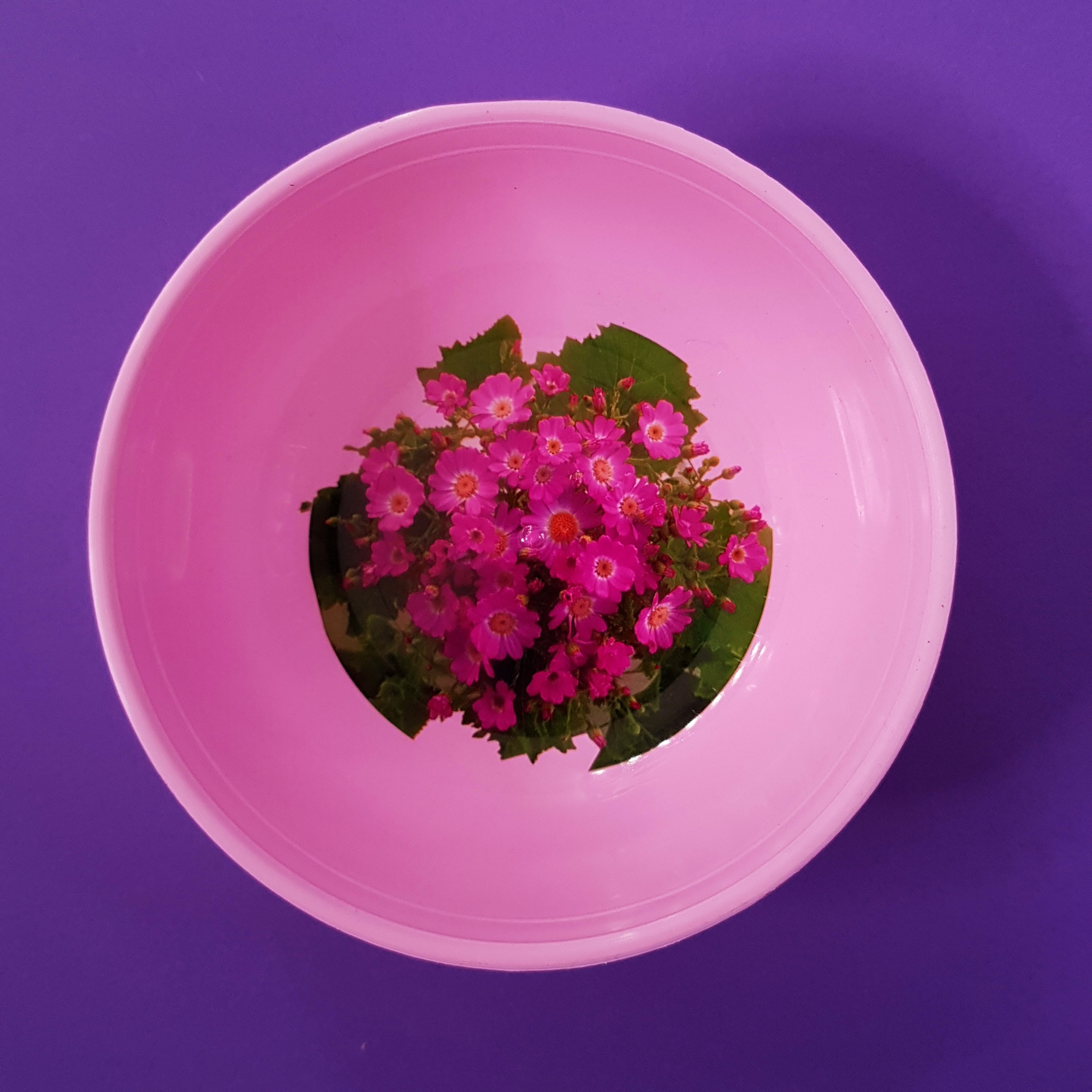 Salad bowl 0,3 L with print